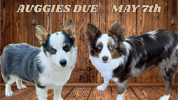 Toy auggies red merle, blue merle for Sale Fort Worth texas