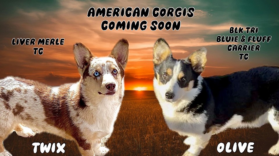 Toy auggies red merle, blue merle for Sale Fort Worth texas