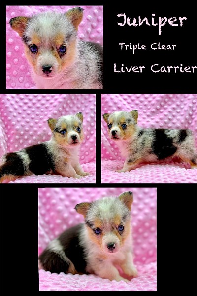 Merle American corgi for sale Fort Worth texas