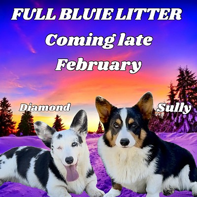 Bluie corgis puppies for sale Fort Worth Texas triple clear